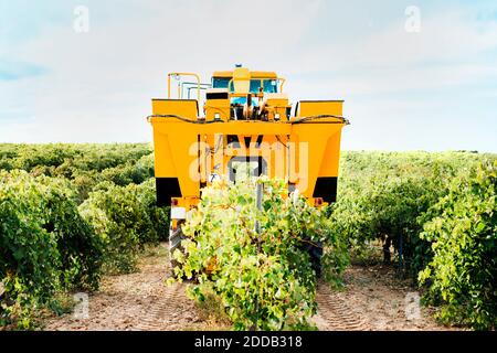 Mechanische Traubenernte im Weinberg arbeiten Stockfoto