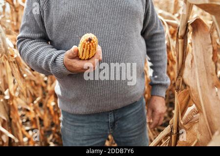 Landwirt hält Mais, während auf der Maisfarm stehen Stockfoto