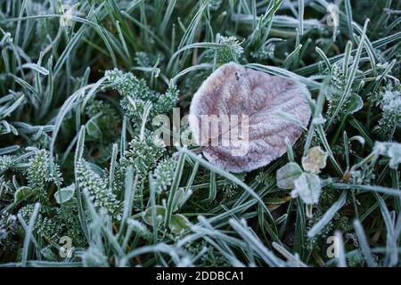 Tiefgefrorenes Buchenblatt in dunkelgrüner Wiese mit selektivem Fokus. Stockfoto