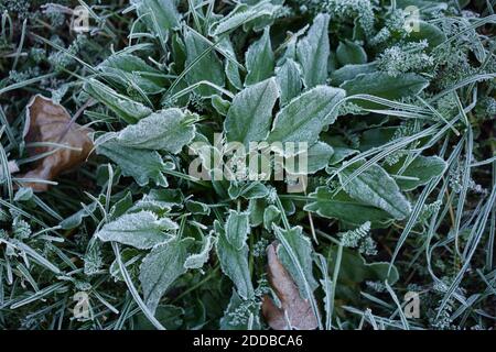 Gefrorene Pflanze in dunkelgrüner Wiese am frühen Wintermorgen. Selektiver Fokus, Nahaufnahme. Stockfoto