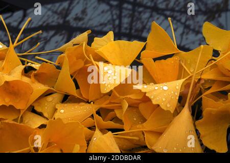 Gefallene Ginkgo (Ginkgo biloba) Blätter liegen im Herbst im Freien Stockfoto