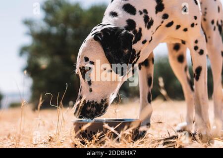 Dalmatiner Hund Trinkwasser aus Schüssel auf dem Feld Stockfoto