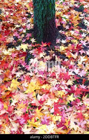 Abgefallene Blätter von amerikanischem Süßgummi (Liquidambar styraciflua) Stockfoto