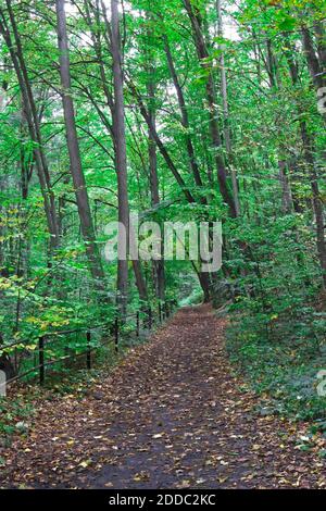 Leerer Fußweg im Herbstwald Stockfoto