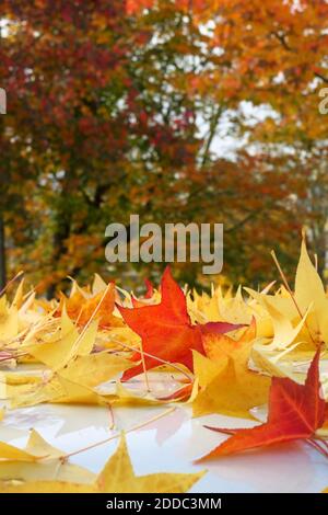 Gefallener amerikanischer Süßstoff (Liquidambar styraciflua) Blätter liegen im Herbst auf dem Autodach Stockfoto