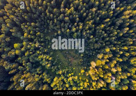 Luftaufnahme von Bäumen, die im Herbst auf Mondsee Land wachsen, Salzkammergut, Österreich Stockfoto