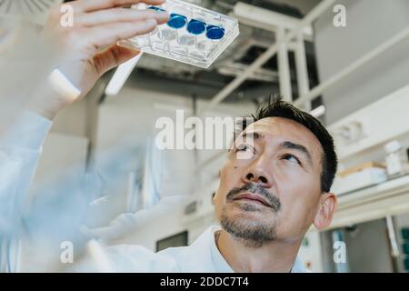 Männlicher Wissenschaftler, der Petrischale untersucht, während er im Labor steht Stockfoto