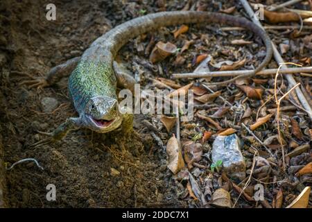 Okellierte Eidechse (Timon Lepidus) Männchen, europäisches und nordafrikanisches Reptil, grün, braun und mit blauen Ocelli auf der Seite. Stockfoto