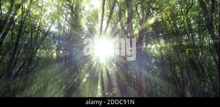 Eichenwald durch die Strahlen der Sonne durch beleuchtet Der Nebel.Sonnenstrahlen durch dichte Vegetation in den Wäldern.Eichenwald Sonnenschein Stockfoto