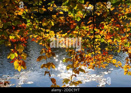 Buchenzweige baumeln im Herbst über dem Seeufer Stockfoto