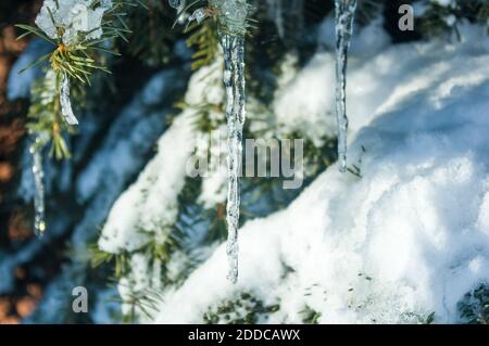 Winterlandschaft - Schnee und Eiszapfen auf Fichtenzweigen funkeln In den Strahlen der hellen Sonne Stockfoto