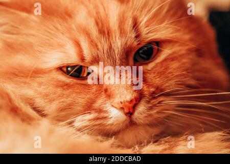 Porträt einer ginger, flauschigen Katze Stockfoto