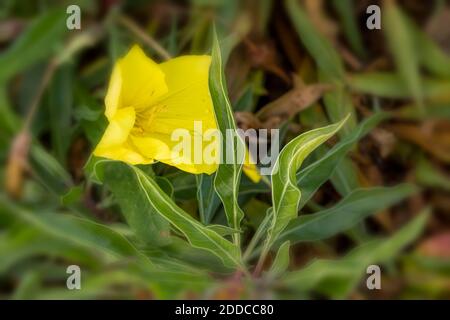 Oenothera macrocarpa Blumen und Laub, natürliche Blumenportrait Stockfoto