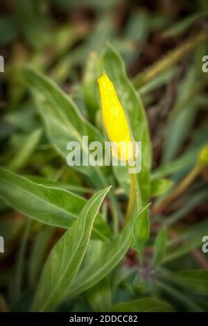 Oenothera macrocarpa Blumen und Laub, natürliche Blumenportrait Stockfoto