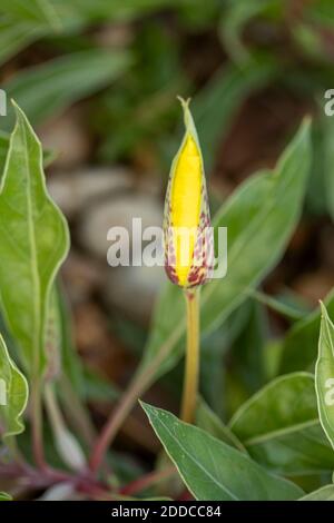 Oenothera macrocarpa Blume close-up, natürliche Blumenportrait Stockfoto