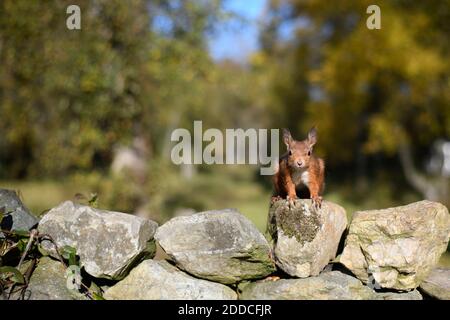 Porträt von eurasischen roten Eichhörnchen auf Felsen während sonnigen Tag Stockfoto