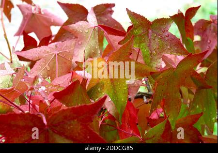 Herbstblätter von amerikanischem Süßgummi (Liquidambar styraciflua) mit Regentropfen bedeckt Stockfoto