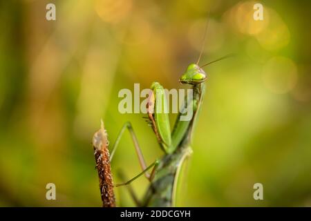Nahaufnahme von Mantis religiosa (Gottesanbeterin) unter natürlichen Bedingungen Stockfoto