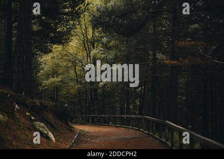 Leerer Fußweg im Herbstwald Stockfoto