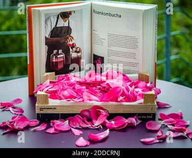 Ein offenes Rezeptbuch, das das Kapitel „Rosenkombucha“ (Rose Kombucha) zeigt, steht hinter einer Holzkiste gefüllt mit Rosenblättern auf einem Tisch in Grevenbroich, Deutschland. Stockfoto
