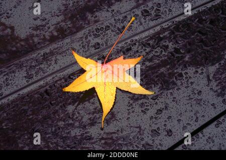 Gelber amerikanischer Süßstoff (Liquidambar styraciflua) Das Blatt liegt auf der Motorhaube und ist mit Regentropfen bedeckt Stockfoto