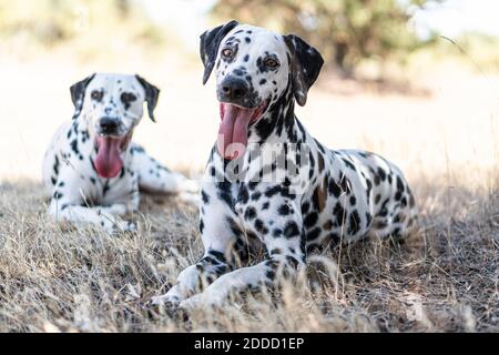 Dalmatinische Hunde ruhen auf dem Feld Stockfoto