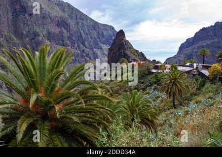 Spanien, Provinz Santa Cruz de Tenerife, Masca, Palmen vor dem Bergdorf in Macizo de Teno Range Stockfoto