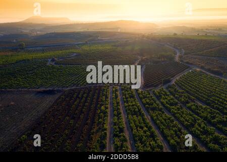 Landschaftlich schöner Blick auf die Weinberge gegen den Himmel während des Sonnenuntergangs Stockfoto