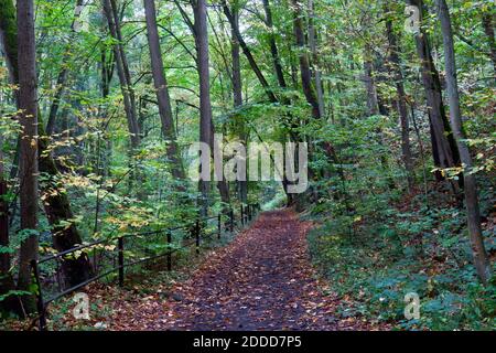 Leerer Fußweg im Herbstwald Stockfoto