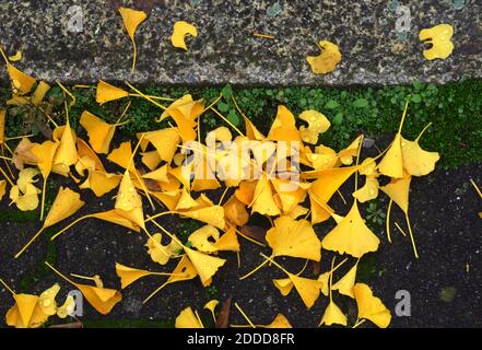 Gefallene Ginkgo (Ginkgo biloba) Blätter liegen im Herbst im Freien Stockfoto