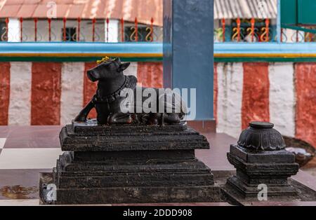 Kadirampura, Karnataka, Indien - 4. November 2013: Sri Murugan Tempel. Nahaufnahme der schwarzen Statue von Nandi der Stier vor Herrn Shiva Schrein. Rot-weiß Stockfoto