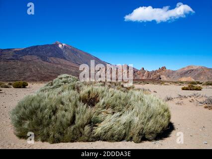 Spanien, Santa Cruz de Tenerife, Teide weißer Besen (Spartocytisus supranubius) wächst im Teide Nationalpark mit dem Teide im Hintergrund Stockfoto