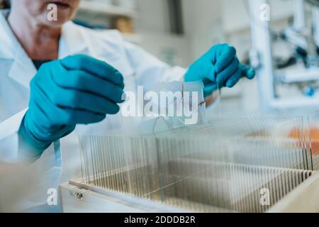 Ältere Frau Entfernen menschlichen Gehirn Mikroskop Folie während des Stehens Labor Stockfoto
