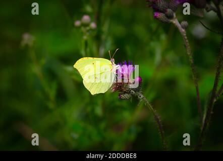 Gemeiner Schwefel-Schmetterling (Gonepteryx rhamni), der auf der Pflanze steht Stockfoto