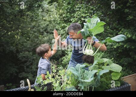 Lächelnder Mann hält Kohlrabi und gibt dem Sohn High-Five Garten Stockfoto