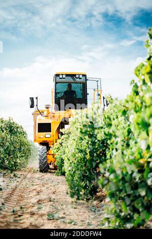 Mechanische Traubenernte im Weinberg arbeiten Stockfoto