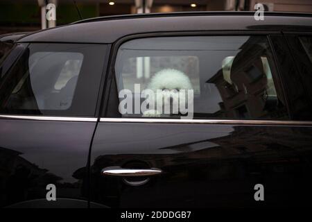 Ein Bichon Hund auf dem Rücksitz Stockfoto