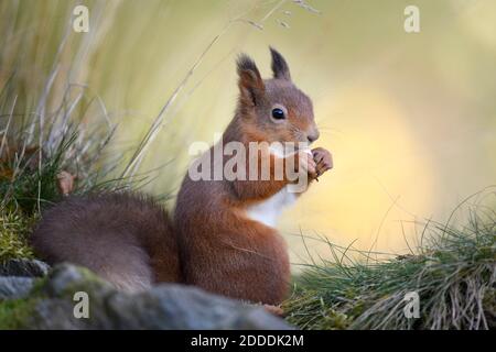 Nahaufnahme des roten Eichhörnchens, das auf der Pflanze steht Stockfoto
