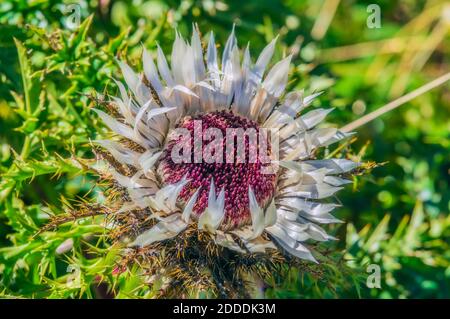 Silberdistel (Carlina acaulis) wächst im Freien Stockfoto