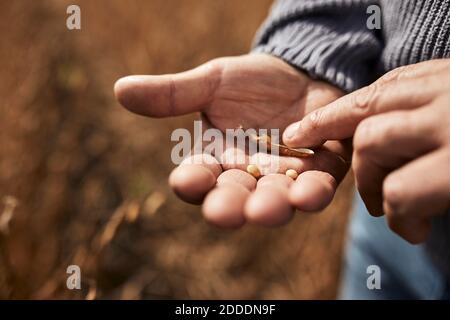 Landwirt hält Sojabohnenkorn in der Hand, während er auf der Landwirtschaft steht Ein Stockfoto