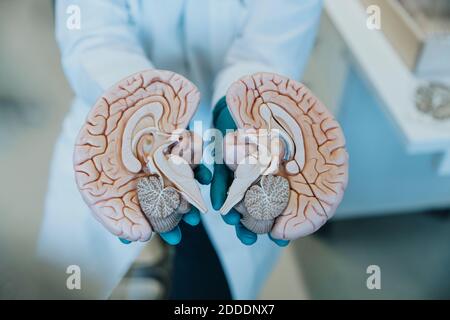 Wissenschaftler zeigt Hälften des künstlichen menschlichen Hirnteils im Stehen Im Labor Stockfoto