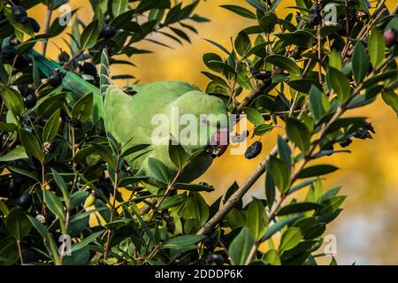 November 2020, 23. South London, Großbritannien. Ein Ringhals-Sittich (Psittacula krameri), der auf Beeren im Peckham Rye Park, South London, fickt. David Rowe/Al Stockfoto