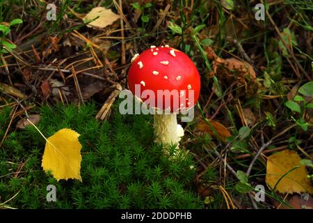 Fliegenpilz (Amanita muscaria) wächst im Wald Stockfoto