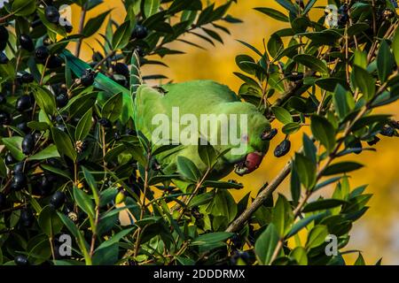 November 2020, 23. South London, Großbritannien. Ein Ringhals-Sittich (Psittacula krameri), der auf Beeren im Peckham Rye Park, South London, fickt. David Rowe/Al Stockfoto