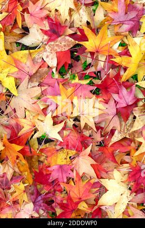 Abgefallene Blätter von amerikanischem Süßgummi (Liquidambar styraciflua) Stockfoto