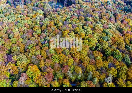 Herbstwald, Luftbild Stockfoto