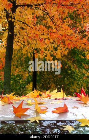 Abgefallene Blätter von amerikanischem Süßgummi (Liquidambar styraciflua) Im Herbst auf dem Autodach liegend Stockfoto