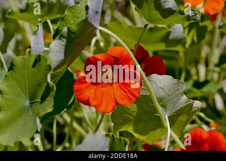 Blume von Kapuzinerkresse, Tropeolum majus, Bayern, Deutschland, Europa Stockfoto