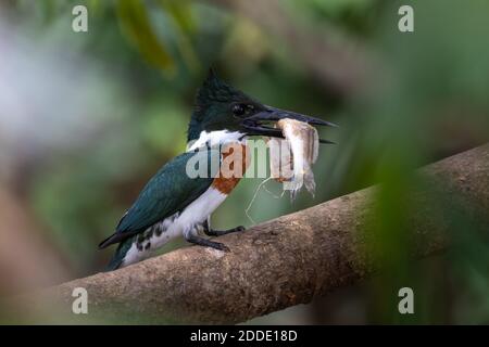 Ein Amazone Eisvogel sitzt auf einem Zweig mit einem frischen Fang eines großen Wels in Costa Rica Stockfoto