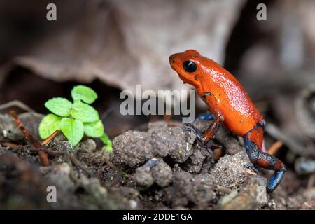 Nahaufnahme einer typischen Costa Rica Blue Jeans Farbe Morph Dart Frosch Stockfoto